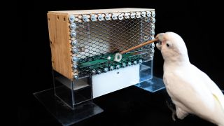 A Goffin's cockatoo "plays golf" in the Goffin Lab at the Messerli Research Institute in Vienna's University of Veterinary Medicine.