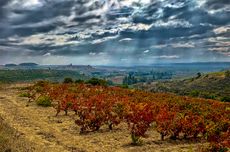 View from Bodegas Ondarre