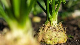 Celeriac plant in the dirt