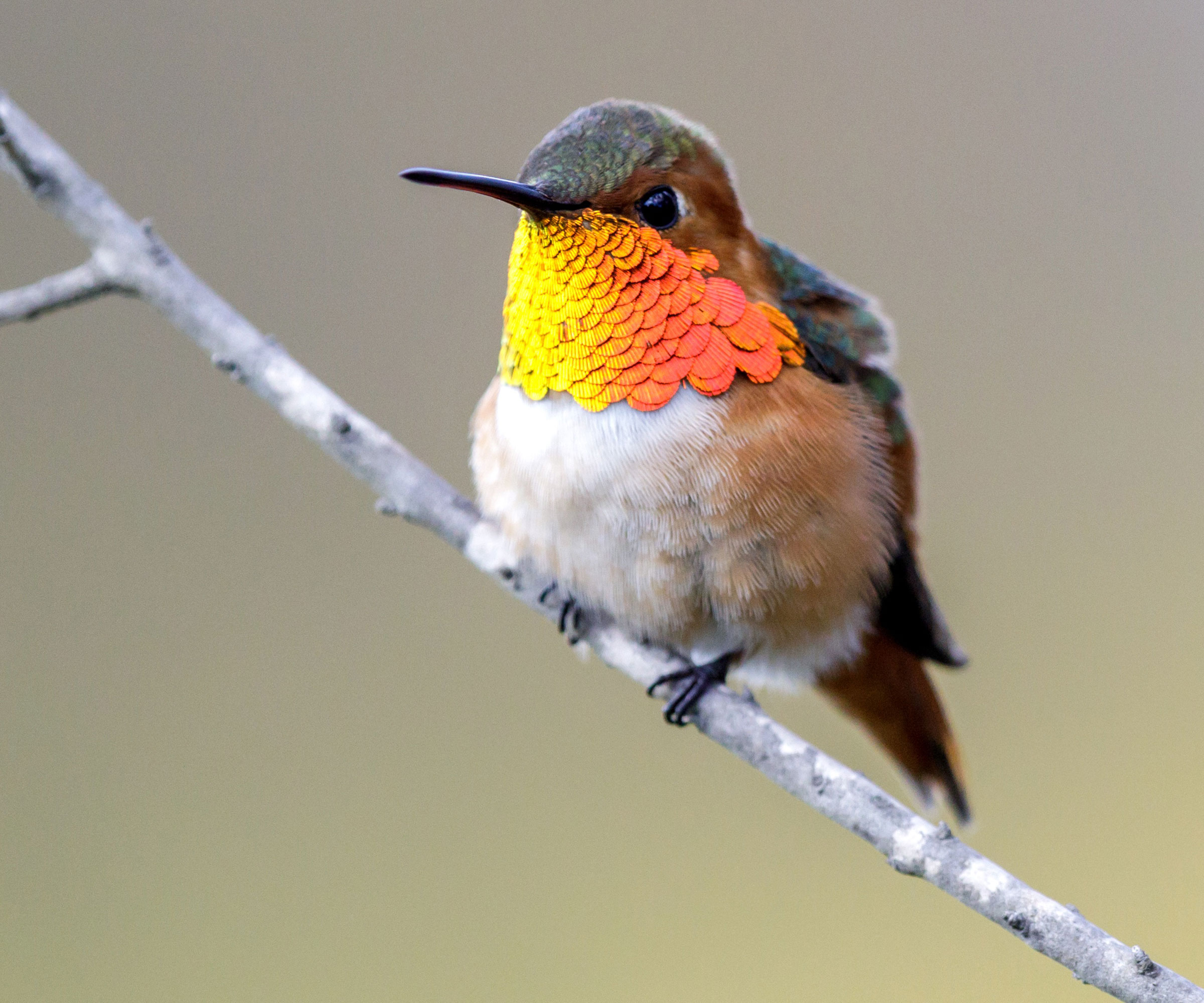 hummingbird sitting on branch of tree