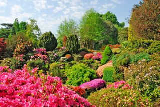 Colourful rhododendrons