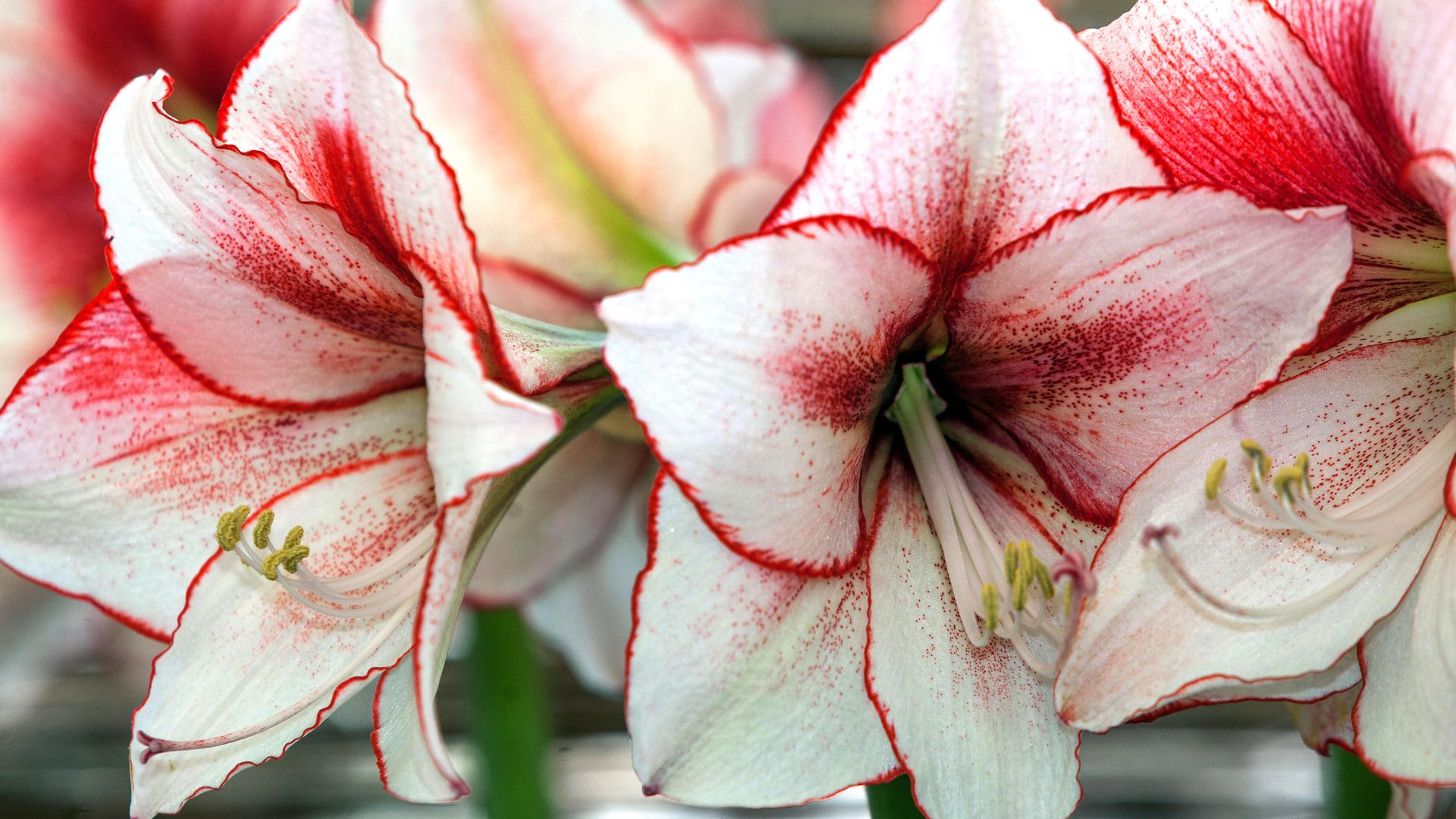 Amaryllis crowned Bulb of the Year 2023 in the US Gardeningetc