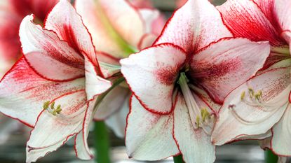 Temptation amaryllis in bloom