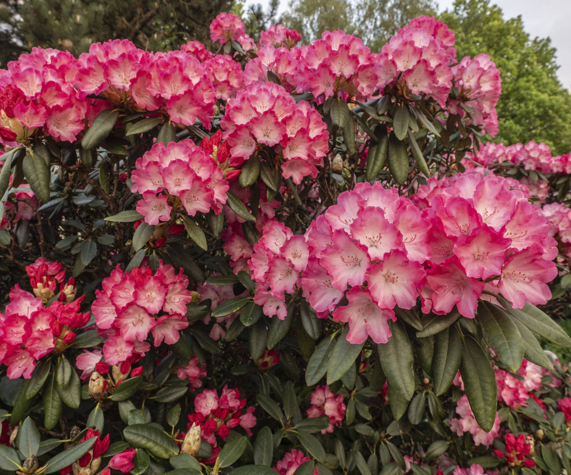 Pink rhododendron flowers