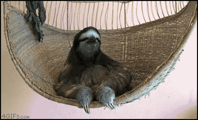 Sloth Chilling on Hanging Chair & Smiles at Camera
