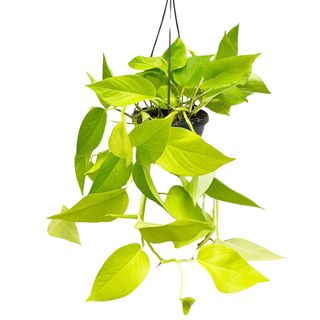 Golden Pothos