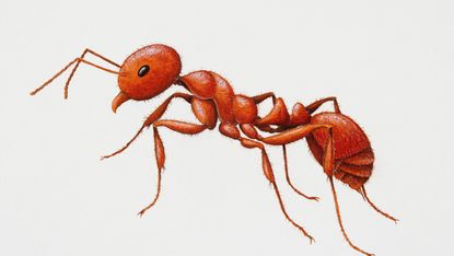 Drawing of a red fire ant