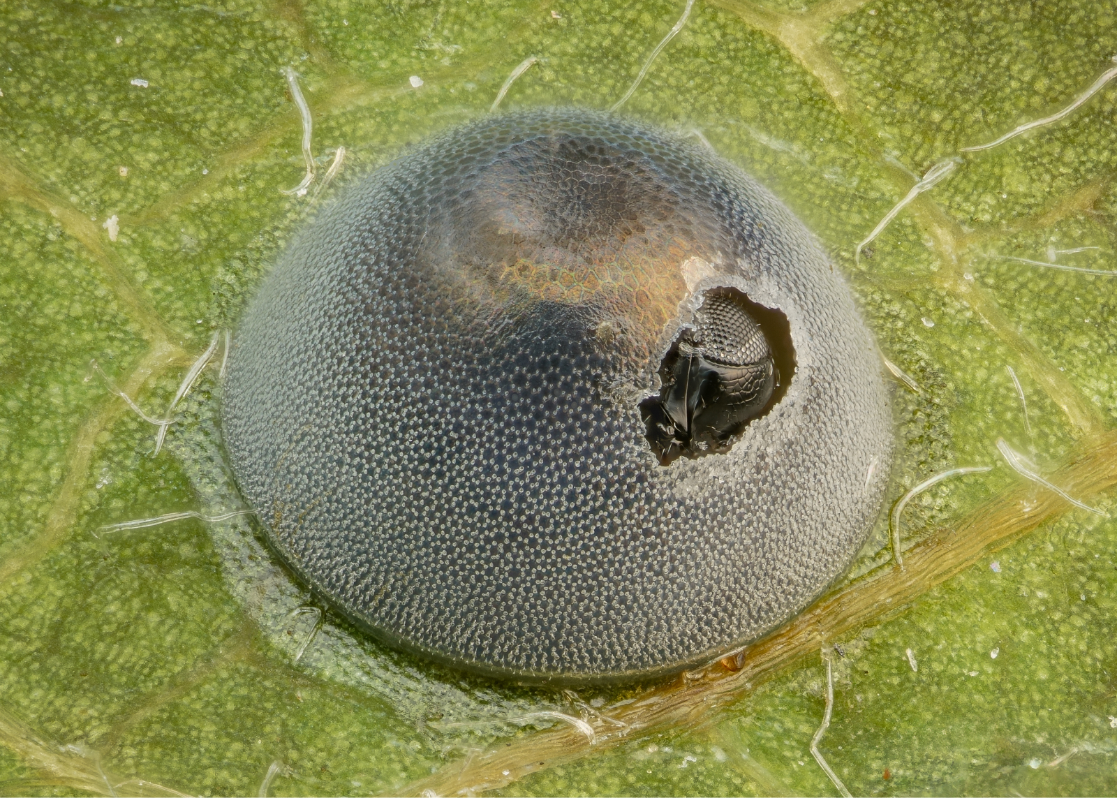 An insect egg parasitized by a wasp