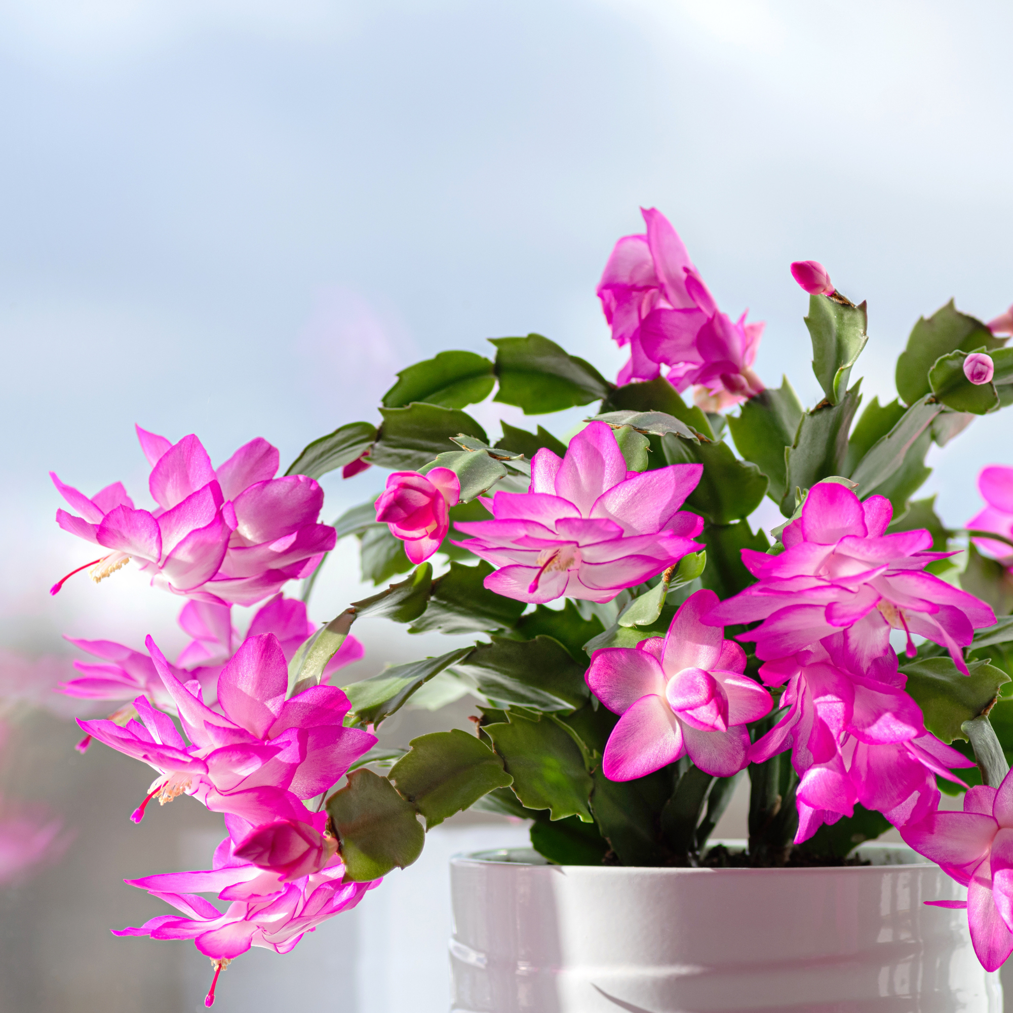 Thanksgiving cactus in bloom