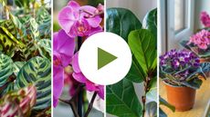 Houseplants Not Worth The Hassle