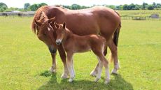 Suffolk horse foals: Jimmy&rsquo;s Farm & Wildlife Park