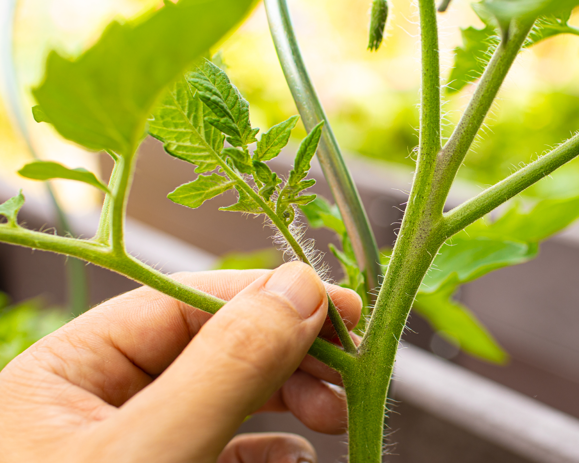 Pruning or pinching out a tomato plant in the garden.
