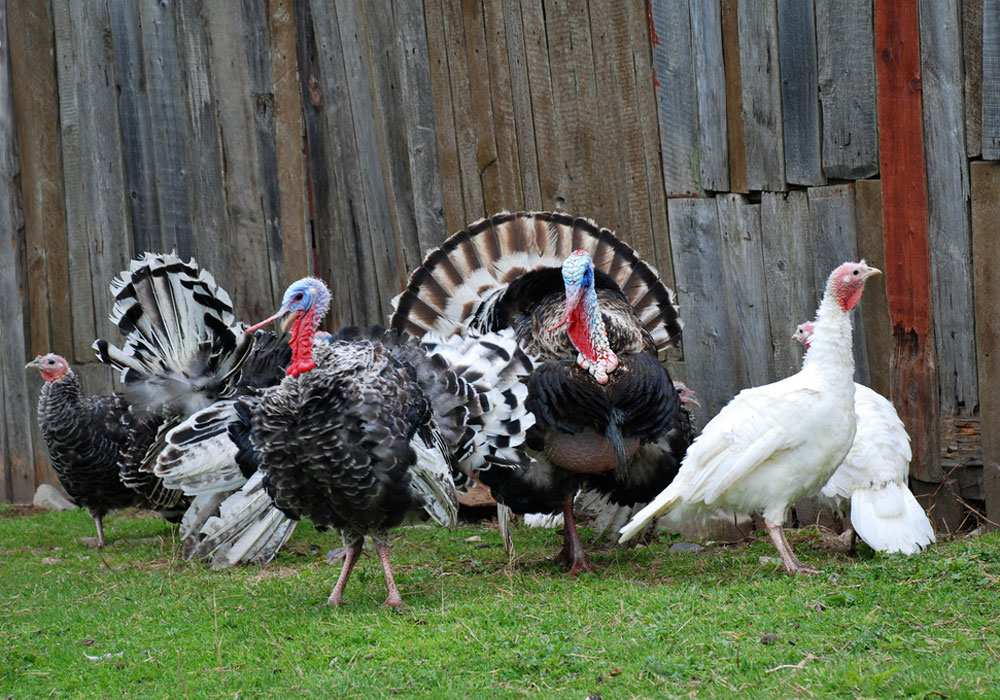 male & female turkeys