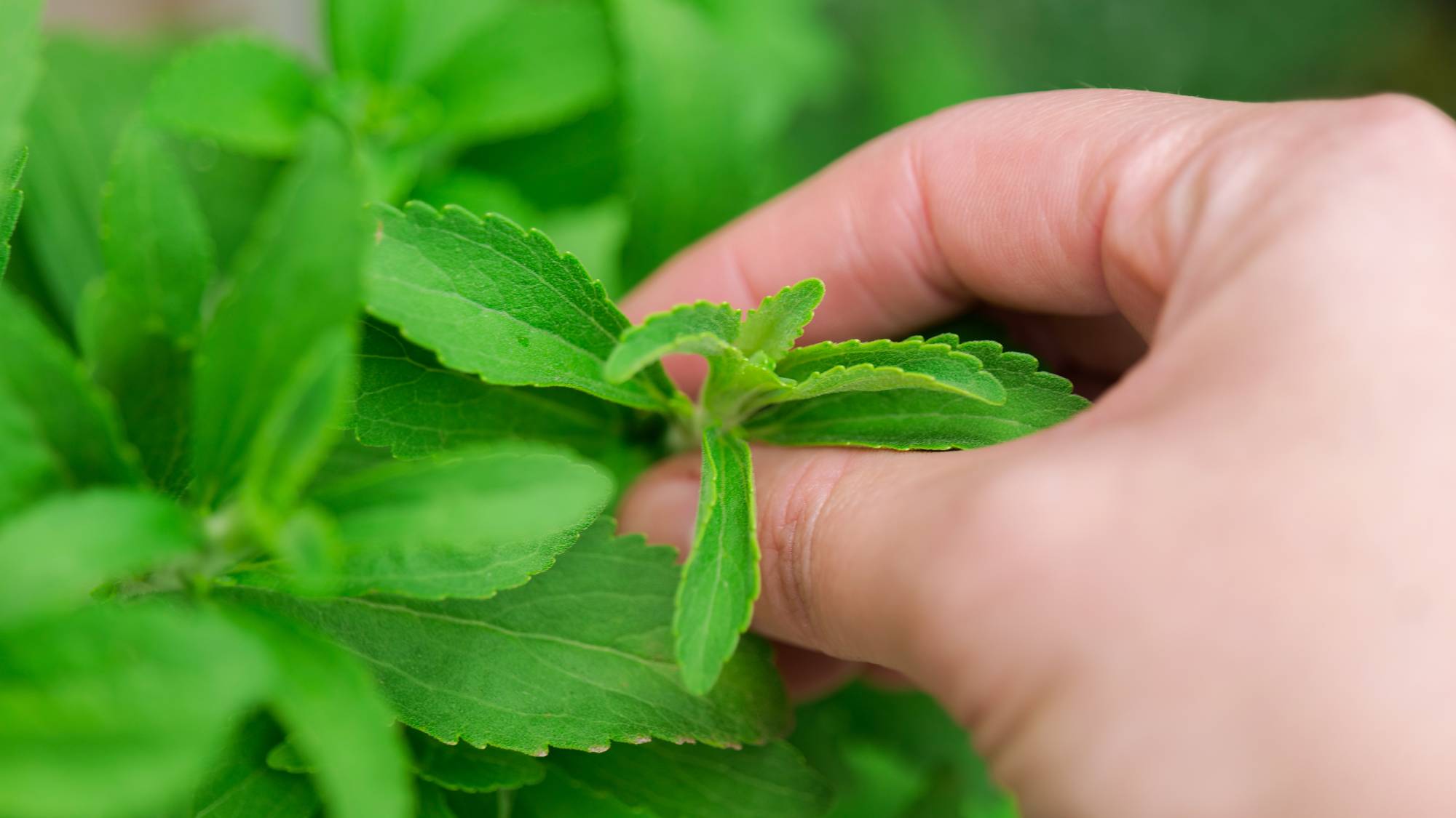 Hand harvesting stevia plant leaves