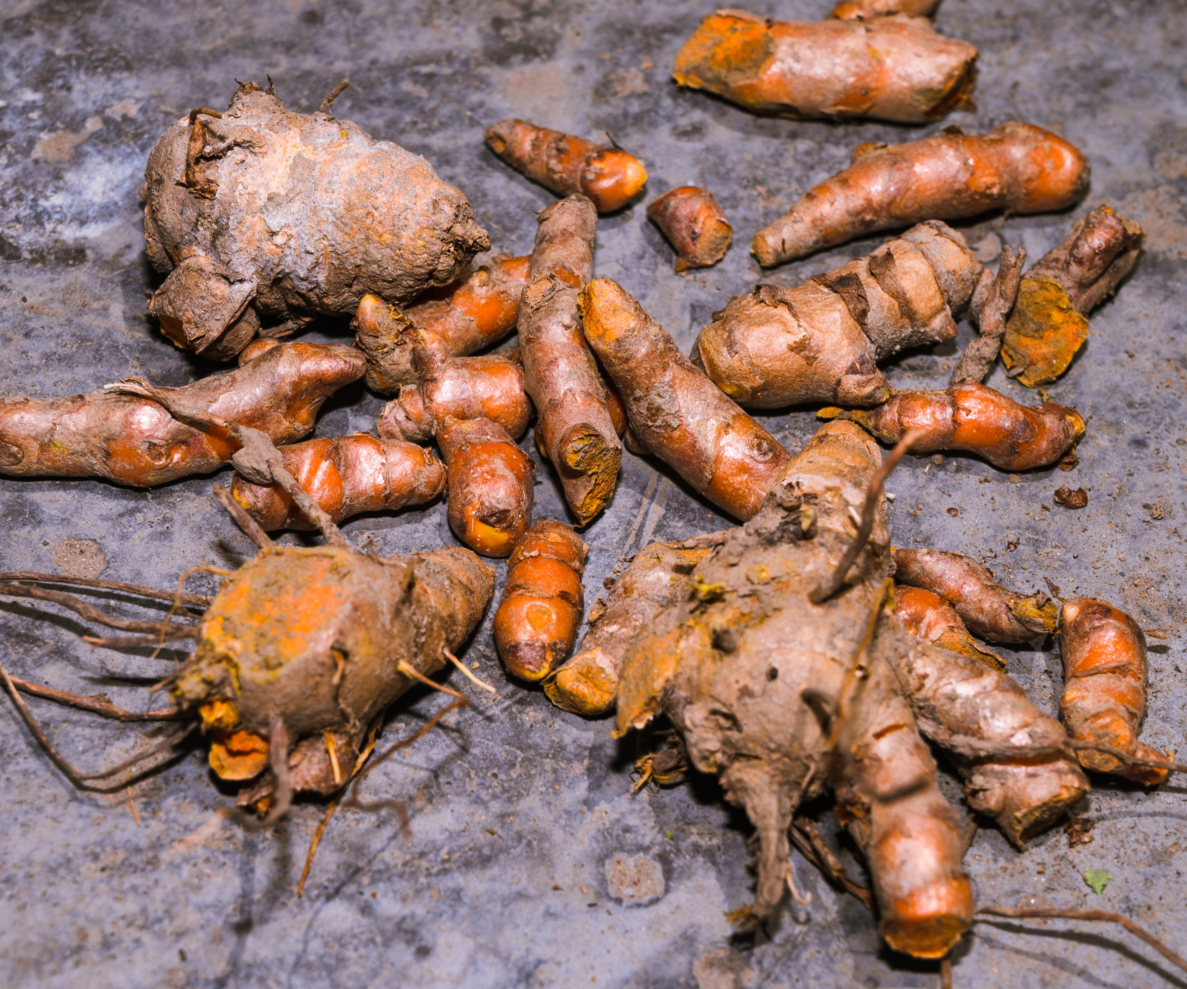 A collection of deep-orange turmeric rhizomes is laid out on a grey surface