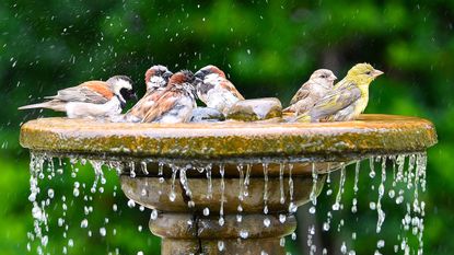 garden birds enjoying a well maintained bird bath