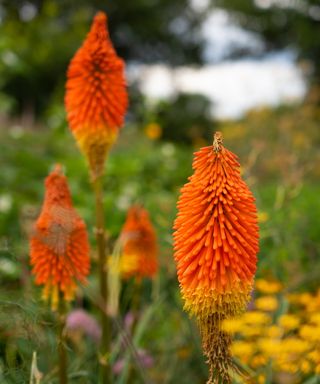 Red hot poker varieties