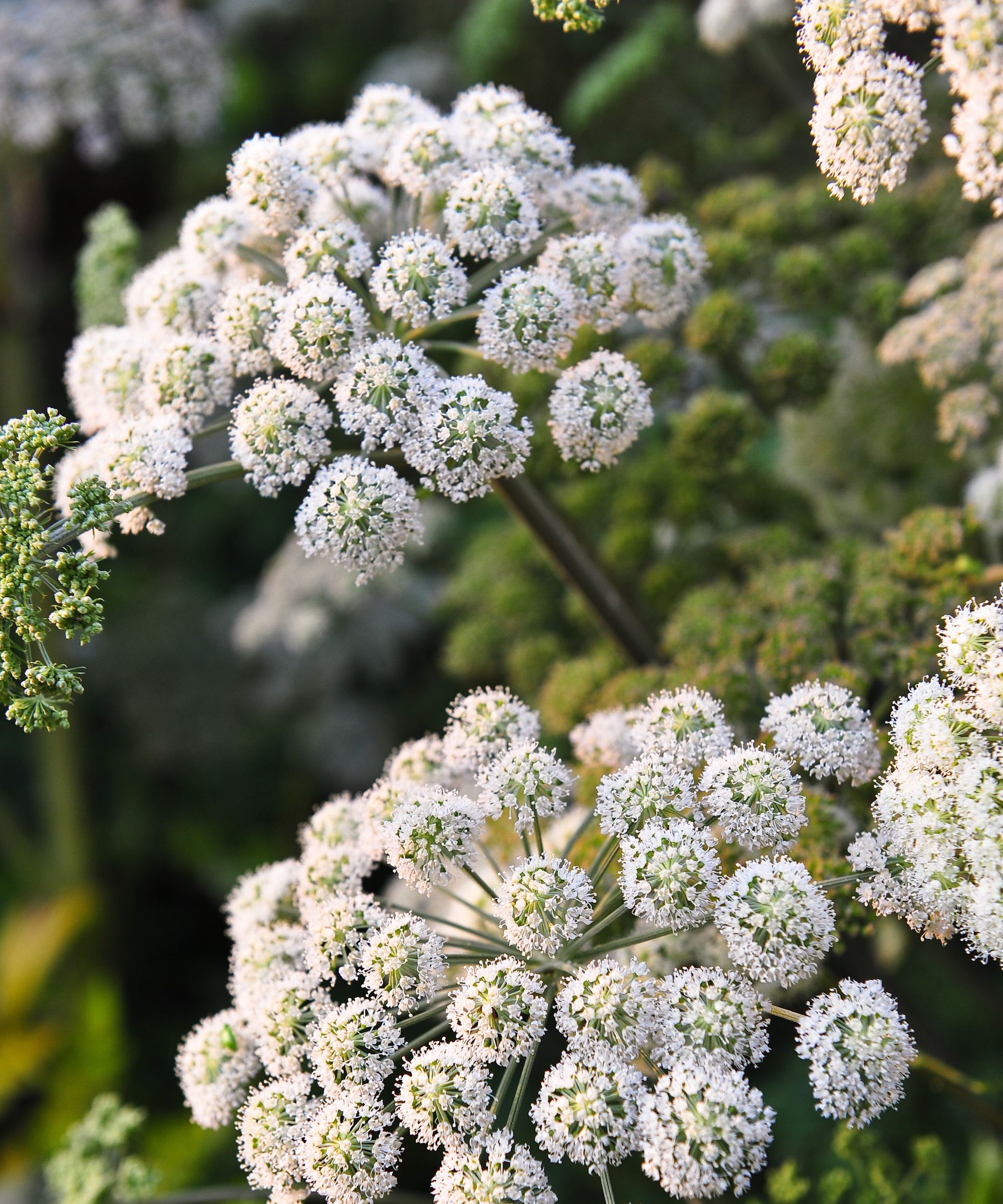 Angelica (Apiaceae) close up of flower heads