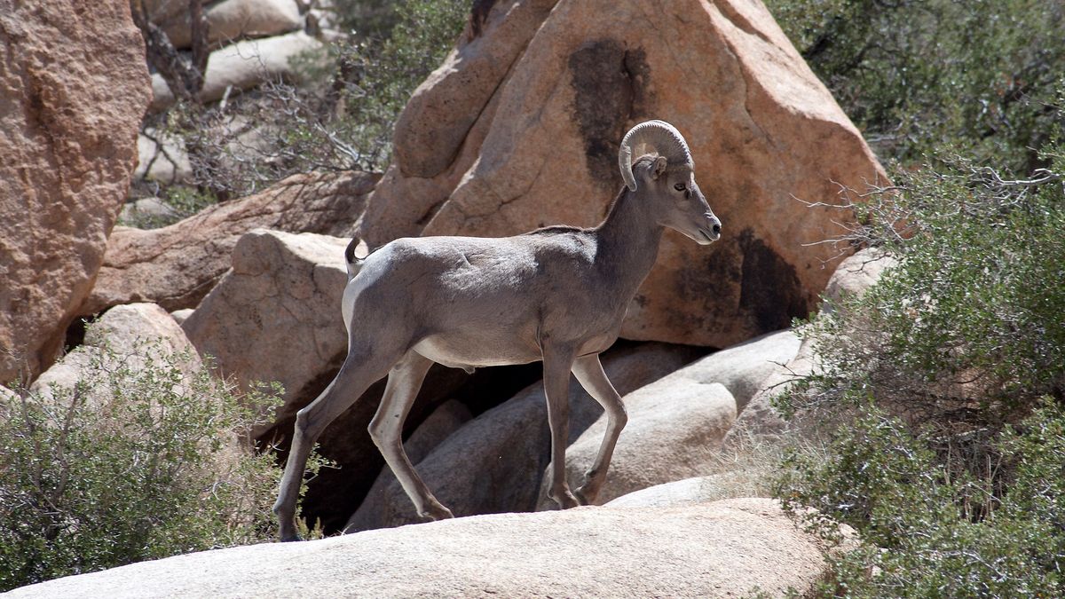 Bighorn sheep at Joshua Tree National Park