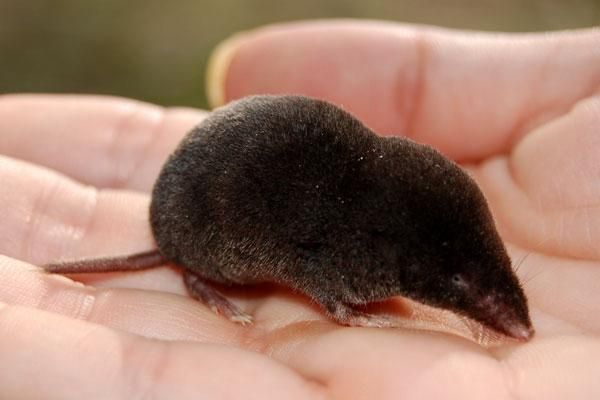 The World's 6 Smallest Mammals