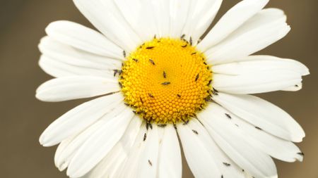 Thrips infestation on daisy