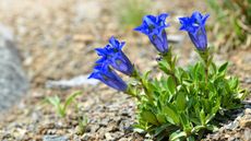 Stemless gentian, Gentiana acaulis