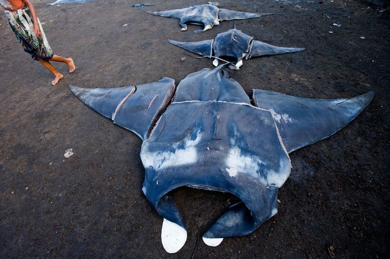 Butchered manta rays