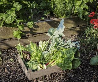 A crate of freshly-harvested vegetables from a kitchen garden