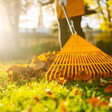 A rake raking autumn leaves on a lawn