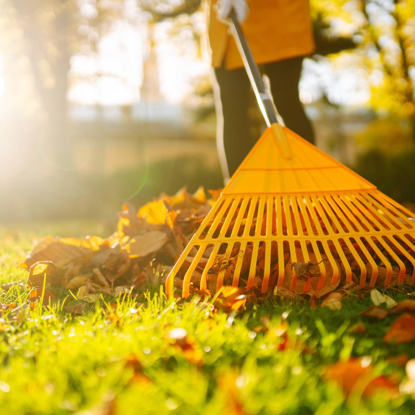A rake raking autumn leaves on a lawn