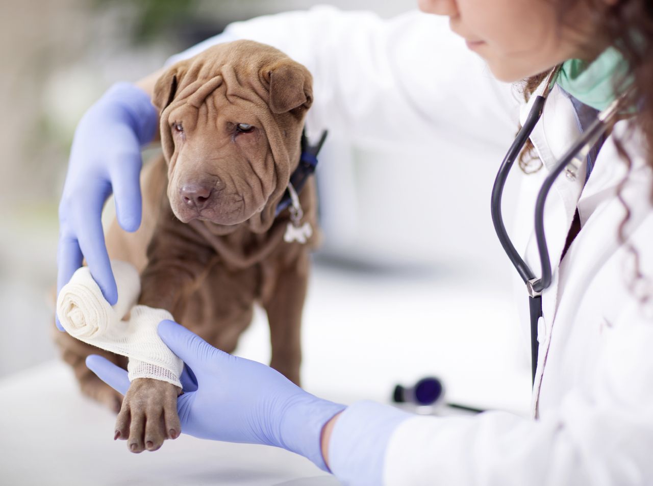 dog shar pei