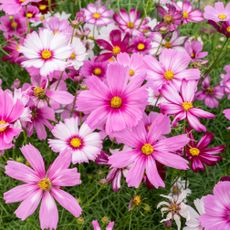 cosmos flowers in mixed shades of pink and white