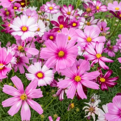 cosmos flowers in mixed shades of pink and white