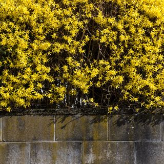 Yellow Winter Jasmine ( Jasminum nudiflorum ) growing over a brick wall
