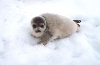 This big-eyed baby is a spotted seal pup in Alaska.