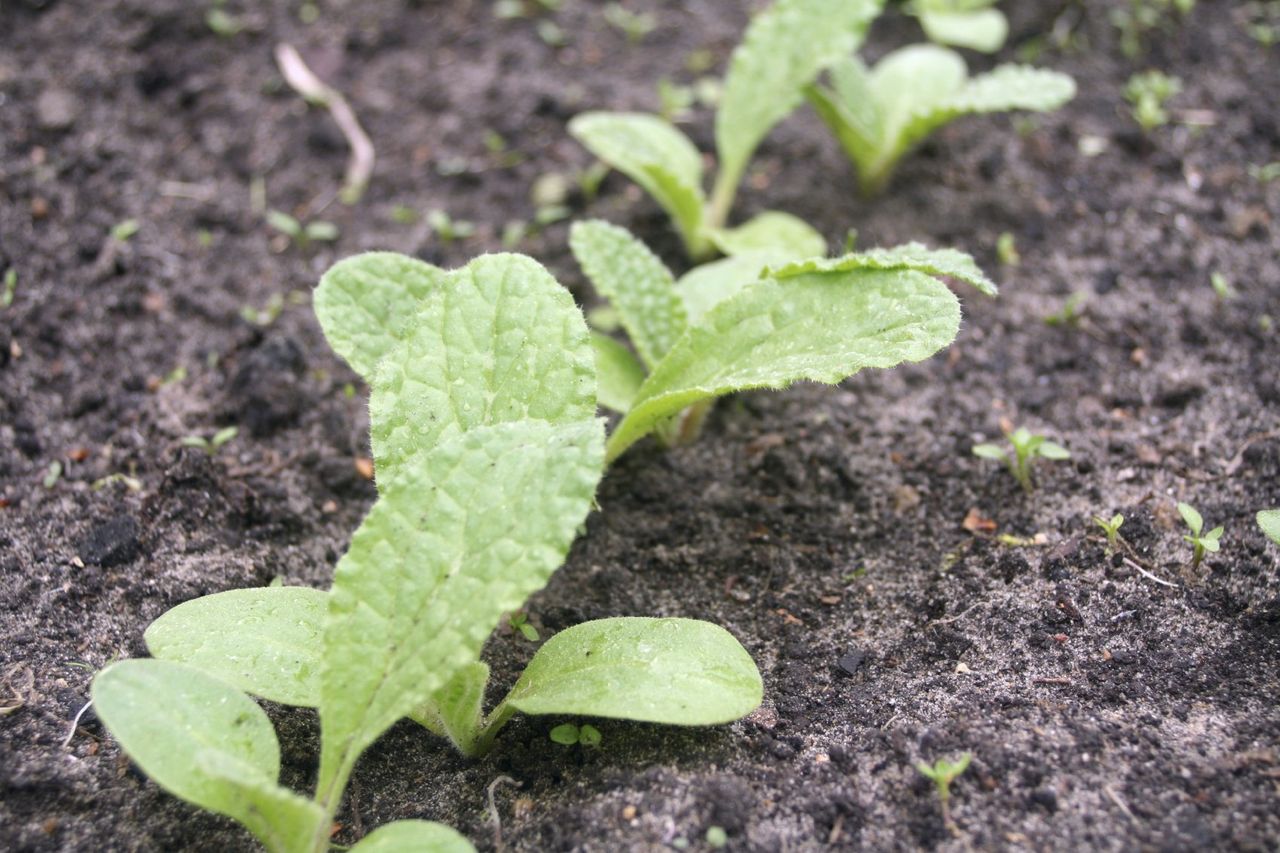 Borage Seed Sprouting