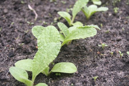 Borage Seed Sprouting