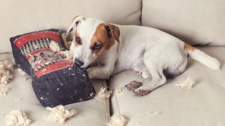 Dog chewing cushion on couch