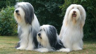 Three bearded collies