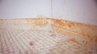 mould on carpet and skirting boards