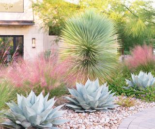 front yard design with drought resistant plantis