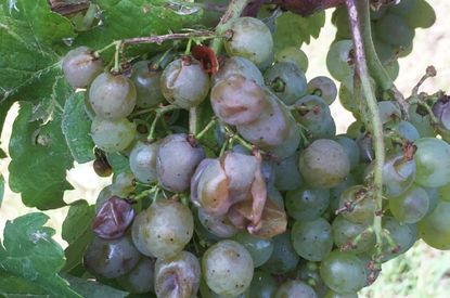 Grapes on a vine damaged by hail