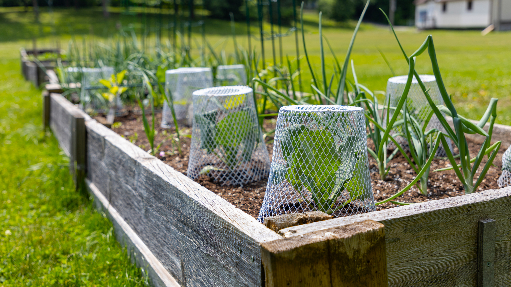 raised bed vegetable garden with wire cloches