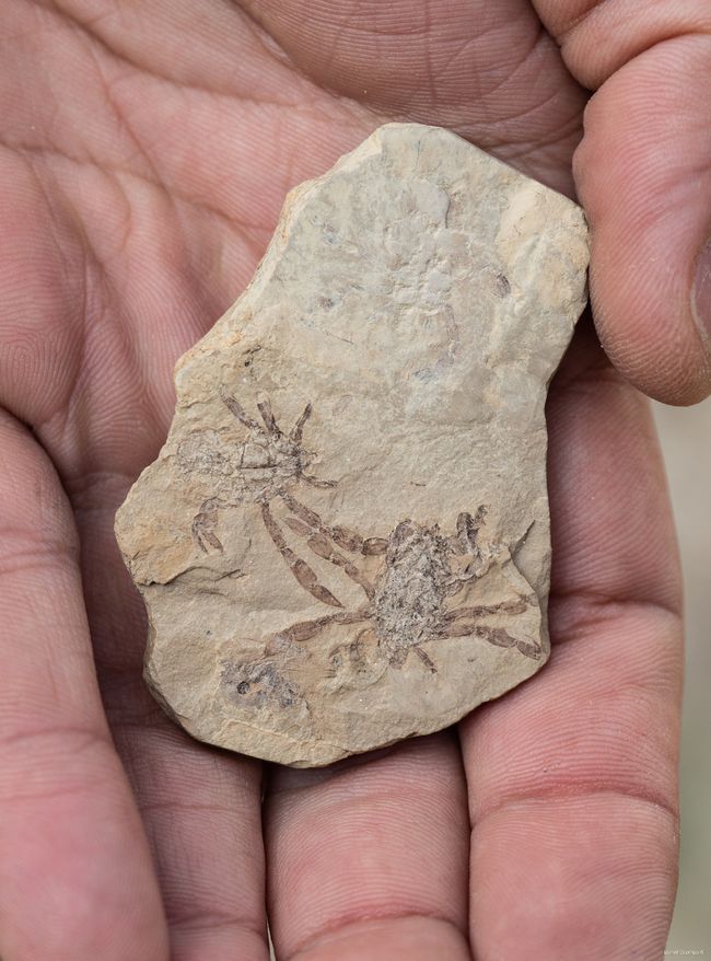 Photos: Ancient Crab is the Strangest You've Ever Seen | Live Science