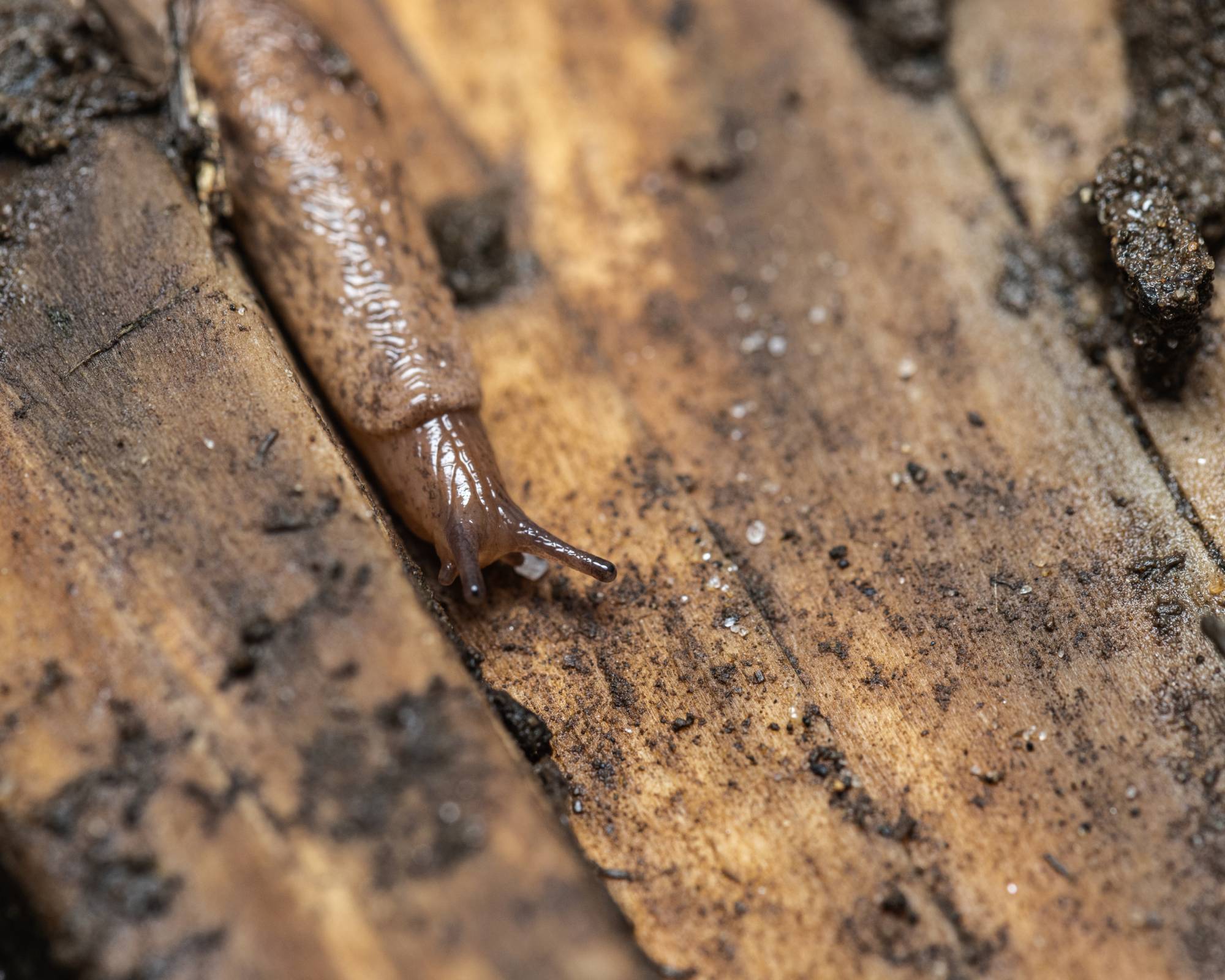 Slug on wet board