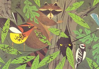 An illustration of a raccoon in a tree with leaves and birds in the branches around it.