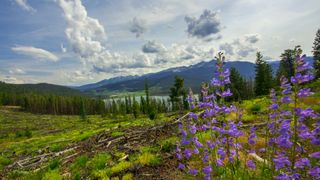 Purple wildflowers in Colorado with mountains in the background
