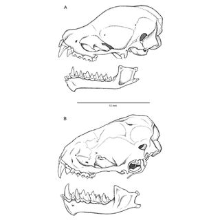 Skulls and jaws of Synemporion keana (A., top) and the hoary bat, Lasiurus cinereus semotus (B., bottom).