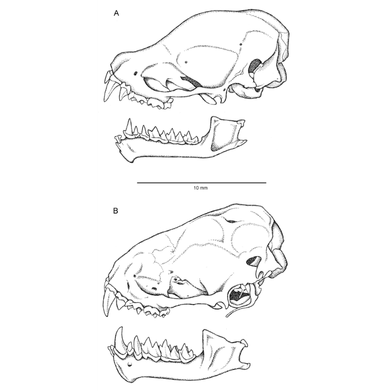 Skulls and jaws of Synemporion keana (A., top) and the hoary bat, Lasiurus cinereus semotus (B., bottom).