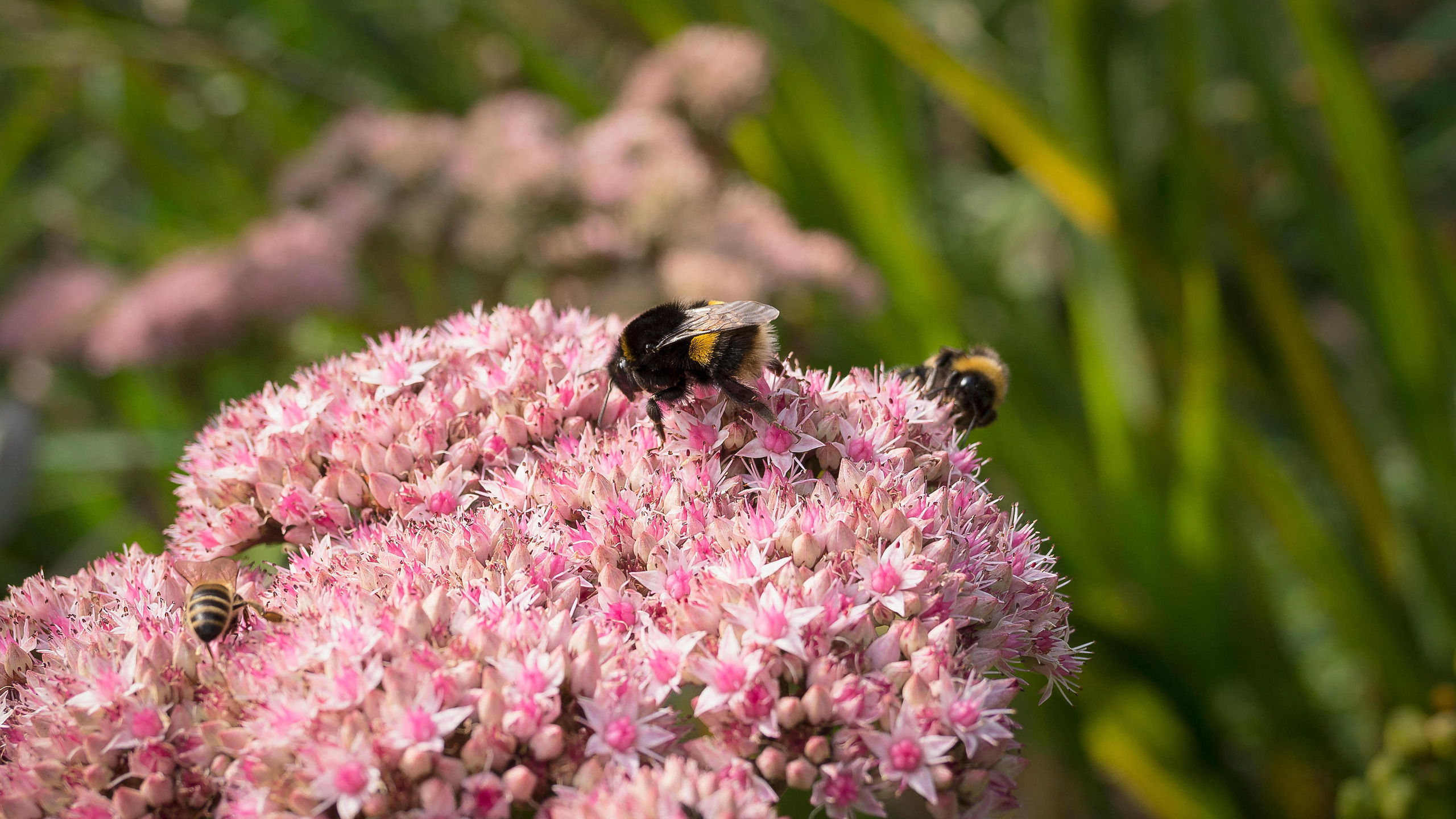 wild bees feeding on pink Sedum flower